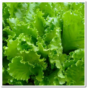 Салат листовой Азарт вес 0,5 гр. Гавриш (белый пакет) 